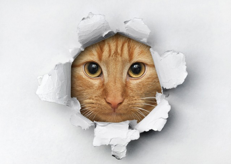 Cat looking through a hole in a piece of paper.